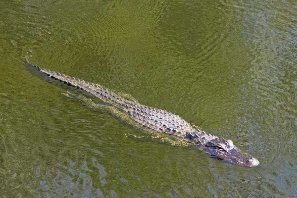 FL, Everglades NP American alligator swimming